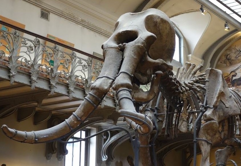 musee-paleontologie-dinosaures-squelettes-jurassique-paris