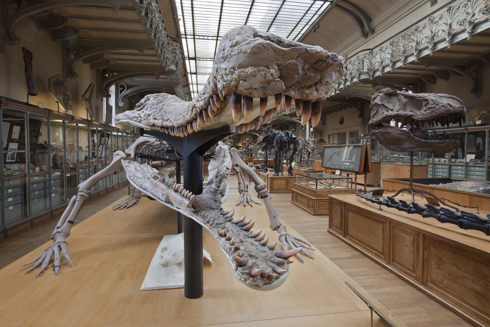 visite-musee-squelettes-dinosaures-fossiles-paris