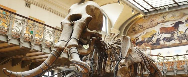 galerie-paleontologie-musee-jardin-plantes-paris-sortir-famille-enfants-75-visite