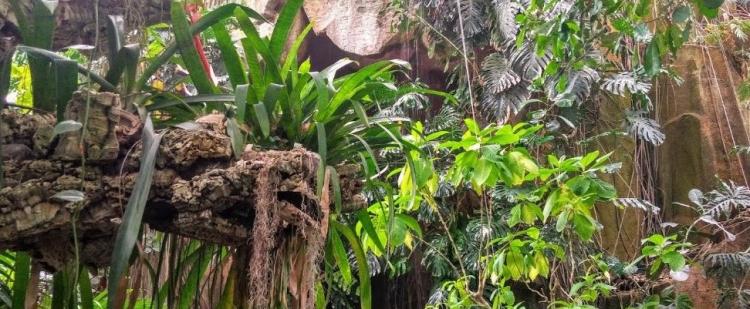 grandes-serres-tropicales-jardin-plantes-paris-sortir-75-famille-enfants