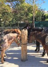 balades-promenades-poney-parcs-jardins-paris-enfants-75-poneys-tour-loisirs-sortie-famille