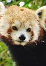 menagerie-zoo-animaux-jardin-plantes-paris-sortir-75-enfants-famille-visite